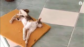 No one want to adopt him as a useless cat until they found out what he went through