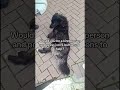 URGENT Hit by a car then abandoned to suffer alone,kindly donate to save him,link in bio 💔🙏