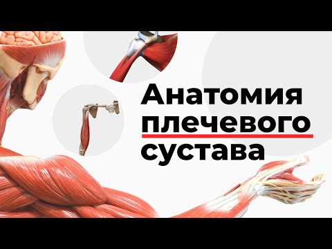 Анатомия плечевого сустава