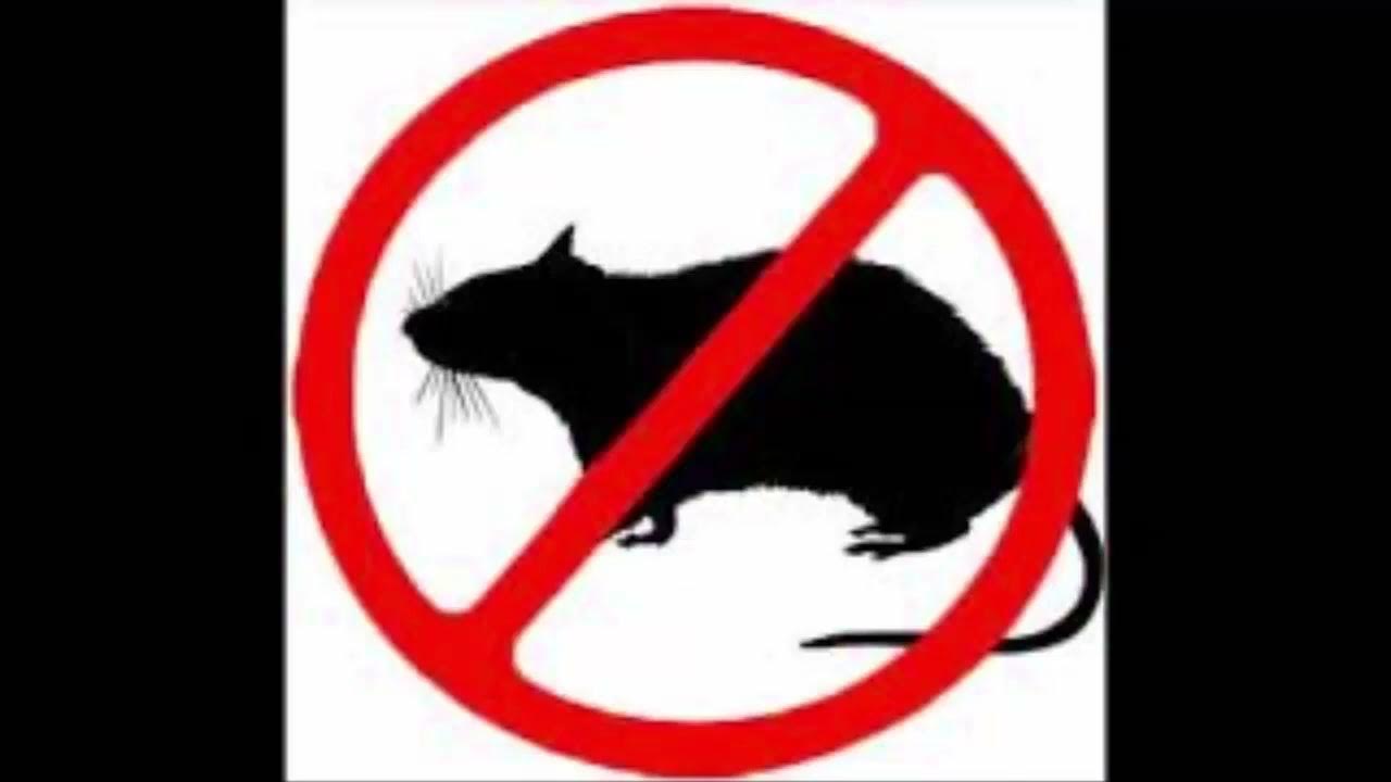 rat-sounds-effect-3-hour-mouse-killer-on-kill-mice-very-high
