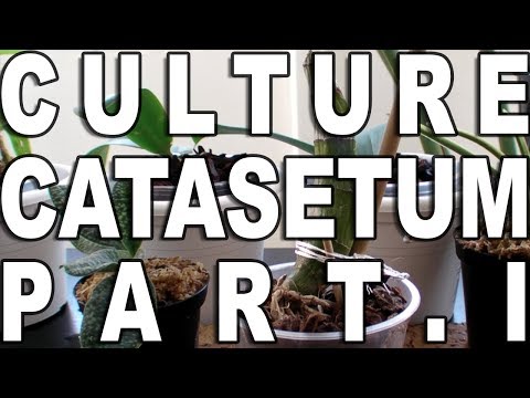 Vidéo: Quand commencer à arroser catasetum ?