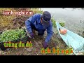 Chia sẻ cách trồng đu đủ (ích bị ngã) Tâm Thành TV.