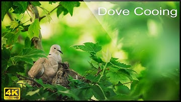 🕊️ 4K Eurasian Collared Dove Call , Birdwatching Coo Call Bird Sounds (4 hours)  Dove Cooing