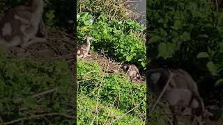 Eyqptian goose with 2 Chicks / Nilgans mit 2 Küken Mannheim Neckarstadt