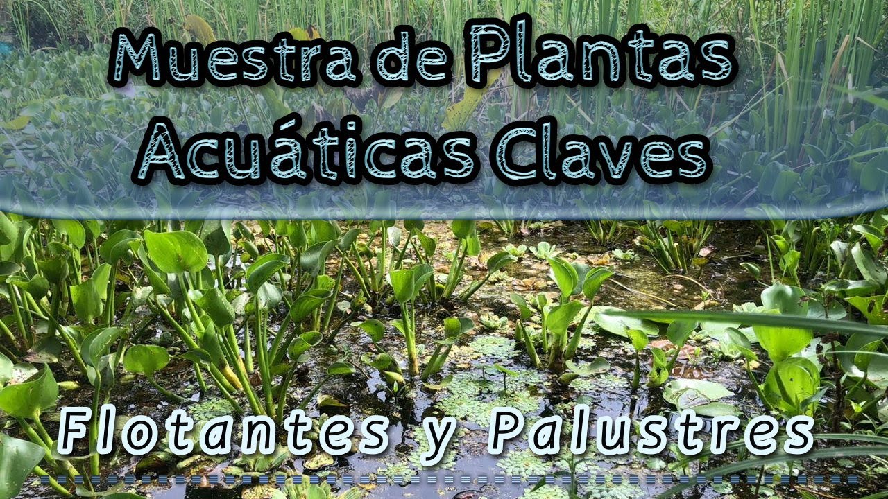 Muestra de Plantas Acuáticas - Especies Claves