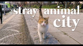 The stray animal city
