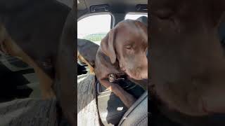 Cuddly Dog Trying to Get Close to Owner