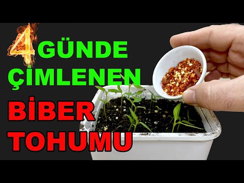 Video: Semyanych tohum deposu: yorumlar