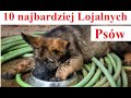 10 najbardziej lojalnych ras psw