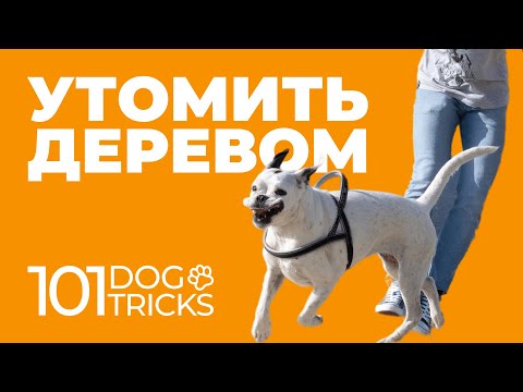 Утомить деревом 🐩 Научить собаку обходить хозяина по команде 🐾 Команды Обойди Обратно Право Лево 🐶