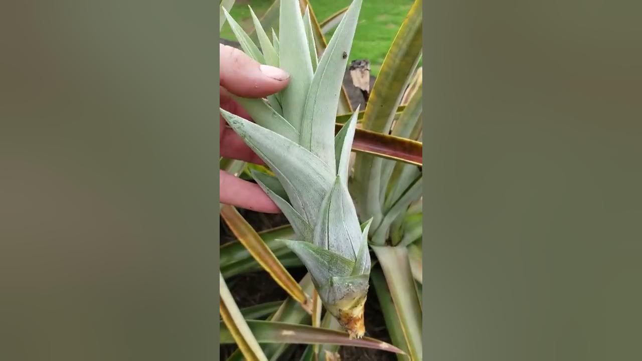 Planting pineapples from slips and suckers YouTube