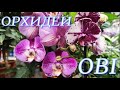 №206/ Много свежих, красивых орхидей в OBI