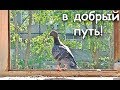 Голубь Зобик, в добрый путь!