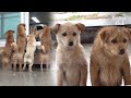 Homeless Puppies Sits Outside, Asking To Be Accepted To A Home | Kritter Klub