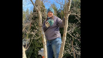 Pruning Basics: Watersprouts