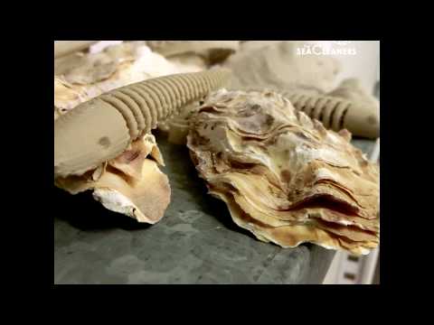 Vidéo: Types d'huîtres : liste complète. Types d'huîtres pour perles