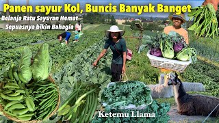 PANEN SAYURAN KOL,BUNCIS, KACANG MANIS BANYAK BANGET TERASA BELANJA DI PASAR TRADISIONAL