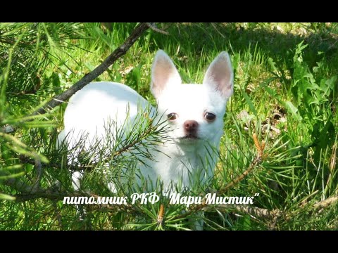 ПОЧЕМУ чихуашки ЕДЯТ какашки ? Почему собаки валяются в тухляшках ? Нужно ли кормить собак КАШАМИ ?