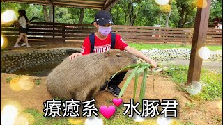 桃園景點埔心牧場優惠套票 ☆暖暮萌萌村 互動餵食水豚君＋水豚彩繪DIY