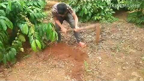 món đặc sản của người êđê, dế dã với rau rừng siu đặc san