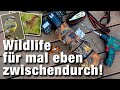 Wie du bessere Fotos von Gartenvögeln machst | Wildlifefotografie für mal eben zwischendurch