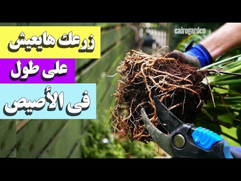 فيديو: كيف تتغير جذور النبات