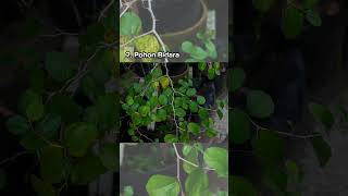 9 plants that ward off black magic and banish spirits. #shortvideo #shorts