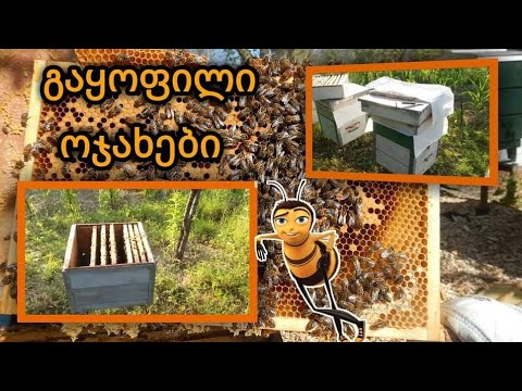 გაყოფილი ოჯახები .....