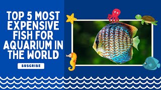 Swimming in Luxury: The Top 5 Most Expensive Fish for Aquarium Enthusiasts