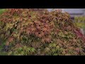 [4K] 秋の盆栽園