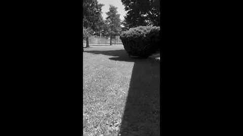 Light in August Trailer