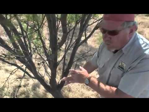 Half-cutting Mesquites to Enhance Quail Coverts