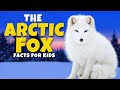 Arctic Fox Quiz