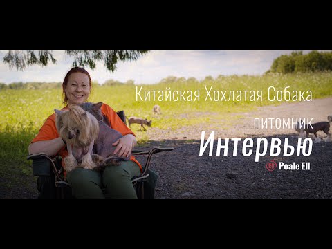 Китайская хохлатая собака. Интервью с заводчиком. Питомник Poale Ell.