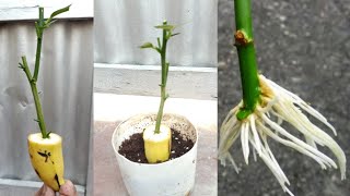 How To Grow Lemon Tree From Cutting In A Banana|Banana natural rooting hormone