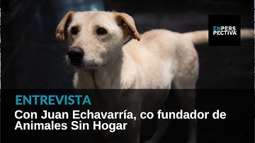 Animales Sin Hogar: 20 años de la ONG que trabaja tenencia responsable, adopción de mascotas y más