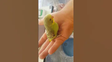 به نظرتون مشکل این باجی مرغ عشق چیه 