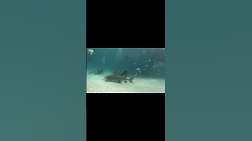 Tôi đã bị cá mập cắn mất cánh tay #thiênnhiên #camap #shorts