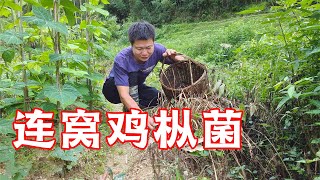 A farmer from a farm in the lotus pond accidentally found 3 nests of chicken trees growing together