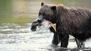 Grizzly Bear Chasing Salmon  Atnarko River, Bella Coola, BC.