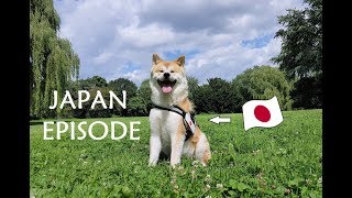 AKITA INU  Japan Episode | 秋田犬