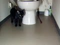 くろねこくるくる♪