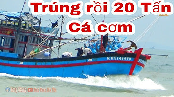 🔴 Cảnh Quay Pha Súc Khánh Hoà Trúng Cá Cơm // Lưới Rút Bình Thuận // Phước Tỉnh // Thu Mua Ra Khơi