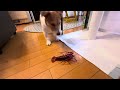 のすけvsザリガニ🦞 round1