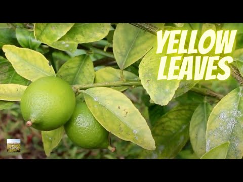 Video: Yellow spots on lemon leaves - what to do? Why do yellow spots appear on lemon leaves?