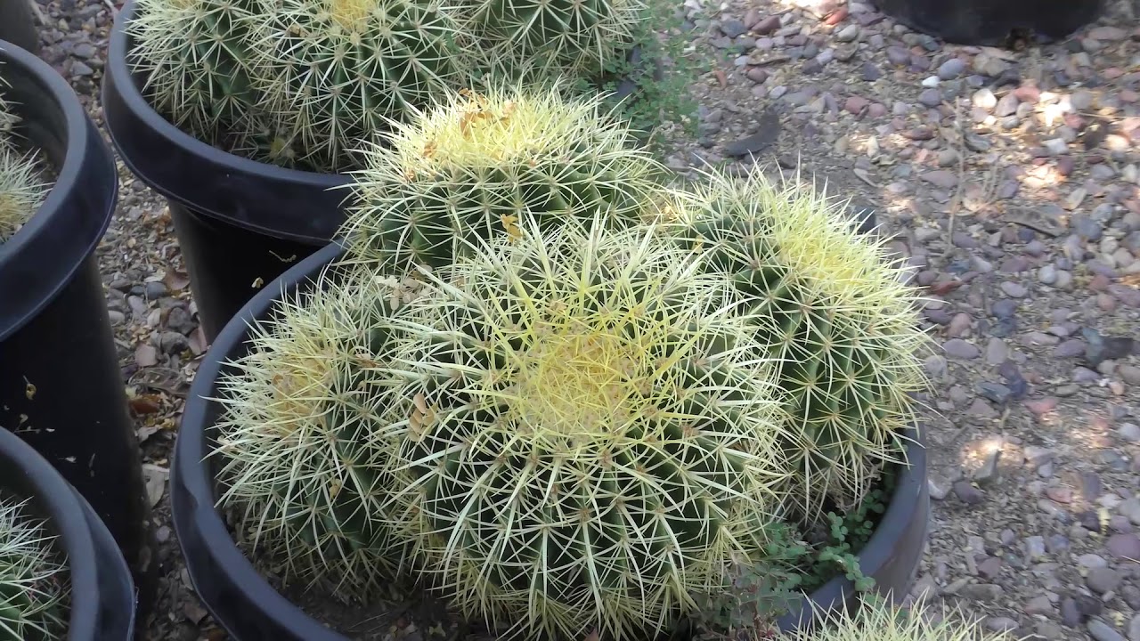 Moon Valley Nurseries Mesa