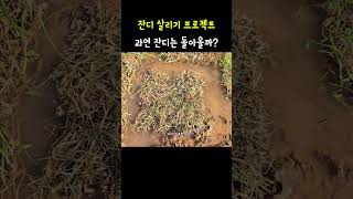 잔디 살리기 프로젝트(과연 돌아올까?)
