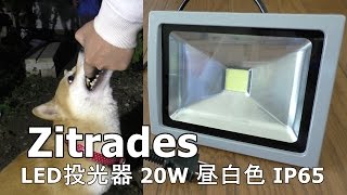 柴犬小春　庭で夜遊び　Zitrades LED投光器 20W 昼白色 IP65【企業コラボ】