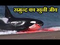 ये जीव पानी में सांस क्यों नहीं ले पाती ? Why can't these creatures breathe in water?