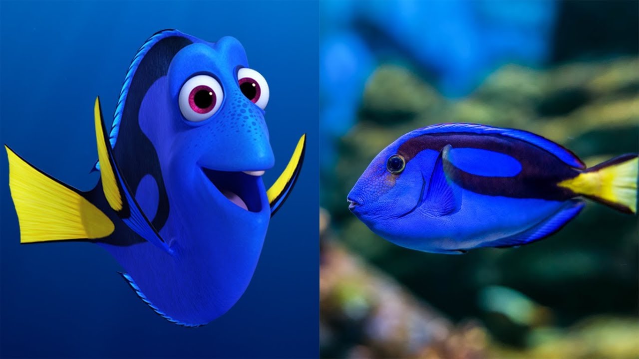 Finding Dory In Real Life Disney Pixar Animation YouTube Finding Dory In Real Life Disney Pixar Animation YouTube
